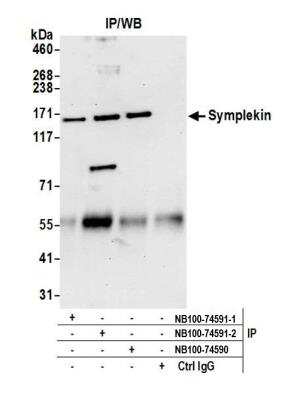 Immunoprecipitation: Symplekin Antibody [NB100-74591]
