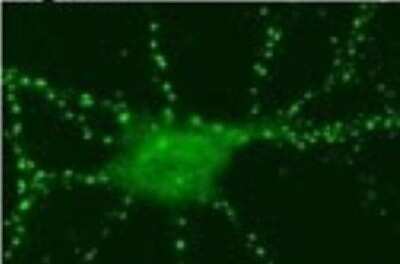 Immunocytochemistry/ Immunofluorescence: SynGAP Antibody [NB120-3344]