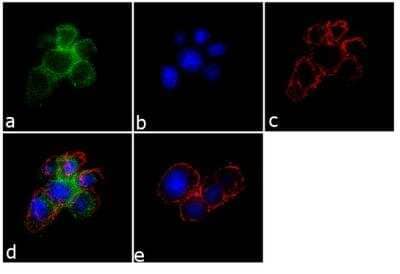 Immunocytochemistry/ Immunofluorescence: SynGAP Antibody [NB120-3344]