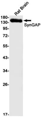 Western Blot: SynGAP Antibody (S03-4F4) [NBP3-19515]