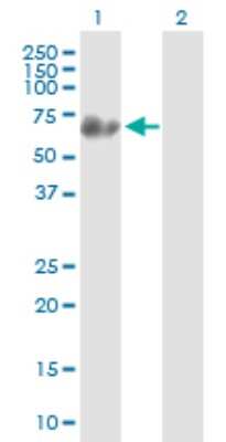 Western Blot: Synapsin 3 Antibody [H00008224-B01P]