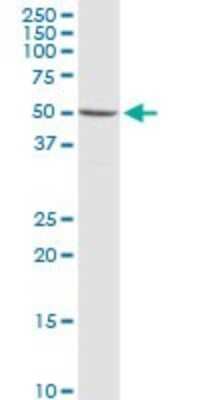 Western Blot: Synapsin 3 Antibody [H00008224-D01P]