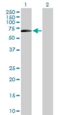 Western Blot: Synapsin 3 Antibody [H00008224-D01P]