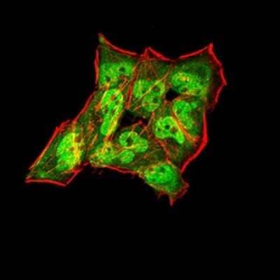 Immunocytochemistry/ Immunofluorescence: Synapsin I Antibody (7B1D9) - BSA Free [NBP2-61894]