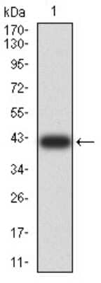 Western Blot: Synapsin I Antibody (7B1D9)BSA Free [NBP2-61894]