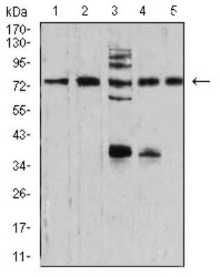 Western Blot: Synapsin I Antibody (7B1D9)BSA Free [NBP2-61894]