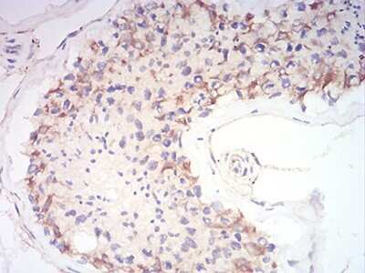 Immunohistochemistry: Synapsin I Antibody (7H10G6) - BSA Free [NBP2-61895]