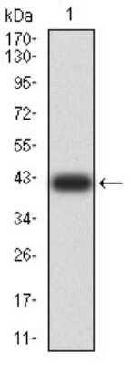 Western Blot: Synapsin I Antibody (7H10G6)BSA Free [NBP2-61895]