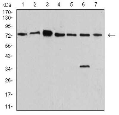 Western Blot: Synapsin I Antibody (7H10G6)BSA Free [NBP2-61895]