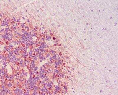Immunohistochemistry-Paraffin: Synapsin I Antibody [NB300-104]