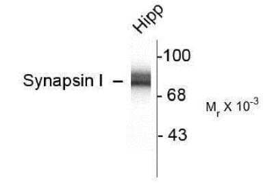 Western Blot: Synapsin I Antibody [NB300-104]