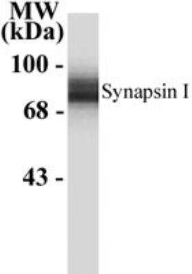 Western Blot: Synapsin I Antibody [NB300-104]