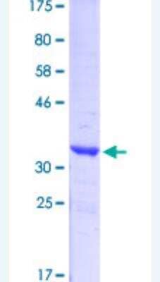 SDS-PAGE: Recombinant Human Synapsin I GST (N-Term) Protein [H00006853-Q01]