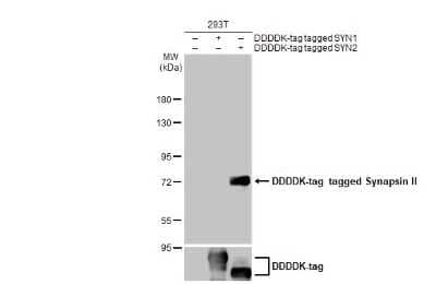 Western Blot: Synapsin II Antibody (GT387) [NBP3-13689]