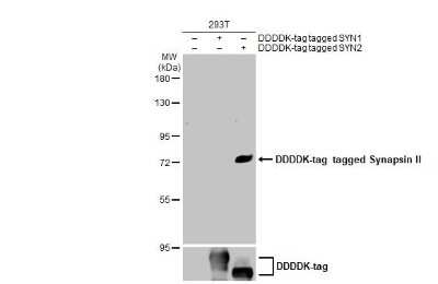 Western Blot: Synapsin II Antibody (GT763) [NBP3-13695]