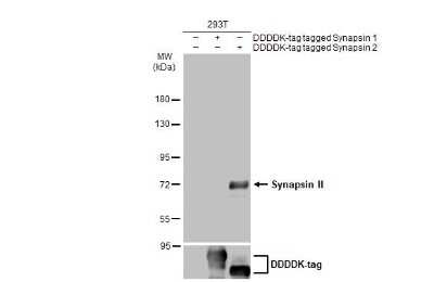 Western Blot: Synapsin II Antibody [NBP3-13443]