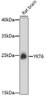 Western Blot: Synaptobrevin homolog YKT6 AntibodyAzide and BSA Free [NBP2-94846]