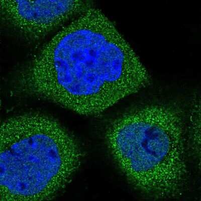 Immunocytochemistry/ Immunofluorescence: Synaptogyrin 1 Antibody [NBP1-87532]