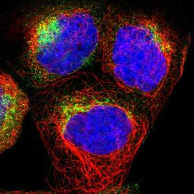 Immunocytochemistry/ Immunofluorescence: Synaptogyrin 2 Antibody [NBP2-13403]