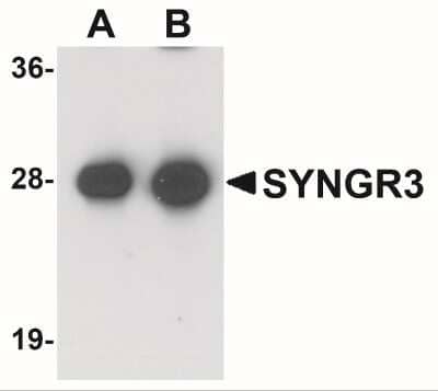 Western Blot: Synaptogyrin 3 AntibodyBSA Free [NBP1-77102]