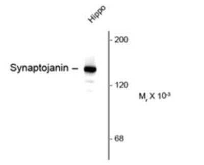 Western Blot: Synaptojanin 1 Antibody (5H1) [NBP1-47559]