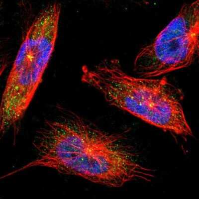 Immunocytochemistry/ Immunofluorescence: Synaptojanin 1 Antibody [NBP1-87842]