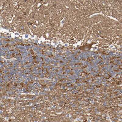 Immunohistochemistry-Paraffin: Synaptojanin 1 Antibody [NBP1-87842]