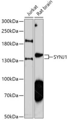 Western Blot: Synaptojanin 1 AntibodyAzide and BSA Free [NBP2-94261]