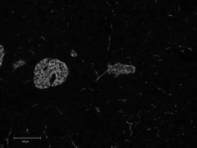 Immunohistochemistry: Synaptophysin Antibody (7H12) - Azide and BSA Free [NBP2-80972]