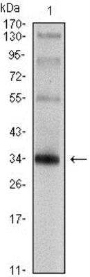 Western Blot: Synaptophysin Antibody (7H12)BSA Free [NBP1-47483]