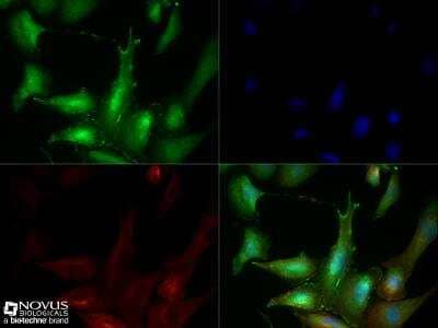 Immunocytochemistry/ Immunofluorescence: Synaptophysin Antibody - BSA Free [NBP2-25170]