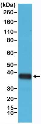 Western Blot: Synaptophysin Antibody (RM258) [NBP2-61589]