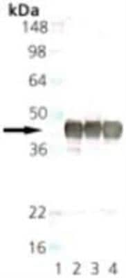 Western Blot: Synaptophysin Antibody (SP15) [NBP1-97459]