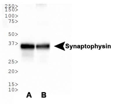 Western Blot: Synaptophysin AntibodyBSA Free [NBP2-25170]