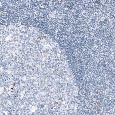 Immunohistochemistry-Paraffin: Synaptopodin Antibody [NBP1-87887]