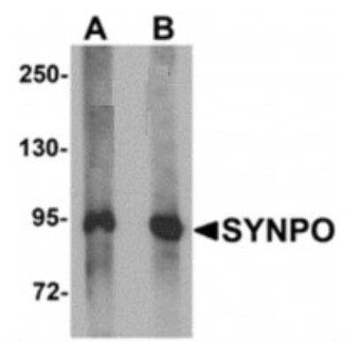 Western Blot: Synaptopodin AntibodyBSA Free [NBP2-39100]