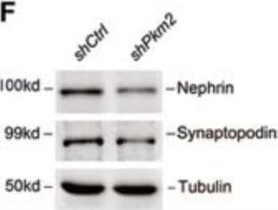 Western Blot: Synaptopodin AntibodyBSA Free [NBP2-39100]