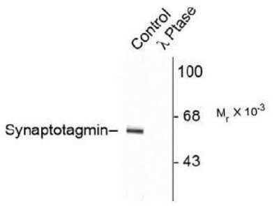 Western Blot: Synaptotagmin 1 [p Thr202] Antibody [NB300-235]