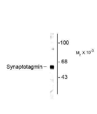 Western Blot: Synaptotagmin 1 Antibody [NB300-739]