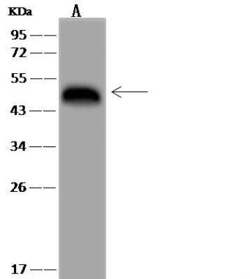 Western Blot: Synaptotagmin 12 Antibody [NBP3-12546]