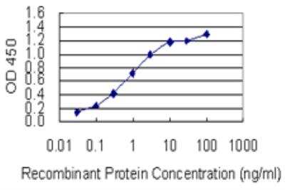 ELISA: Synaptotagmin 13 Antibody (1H3) [H00057586-M04-100ug]
