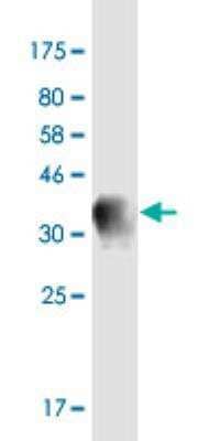 Western Blot: Synaptotagmin 13 Antibody (1H3) [H00057586-M04-100ug]