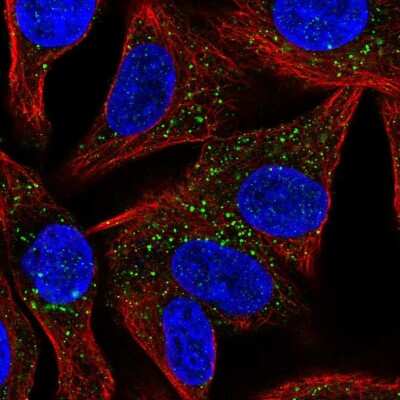 Immunocytochemistry/ Immunofluorescence: Synaptotagmin 13 Antibody [NBP2-56781]