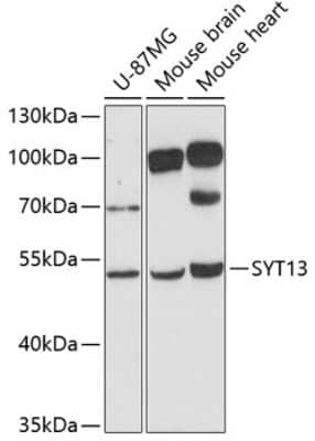 Western Blot: Synaptotagmin 13 AntibodyAzide and BSA Free [NBP2-93419]