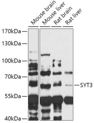 Western Blot: Synaptotagmin 3 AntibodyAzide and BSA Free [NBP2-94396]