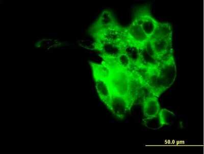 Immunocytochemistry/ Immunofluorescence: Synaptotagmin 4 Antibody (5F8) [H00006860-M04]