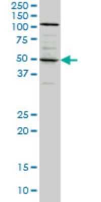 Western Blot: Synaptotagmin 4 Antibody (5F8) [H00006860-M04]