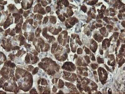 Immunohistochemistry: Synaptotagmin 4 Antibody (OTI4H3) - Azide and BSA Free [NBP2-74415]