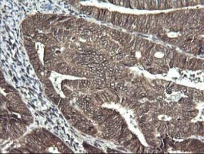 Immunohistochemistry: Synaptotagmin 4 Antibody (OTI4H3) [NBP2-46045]
