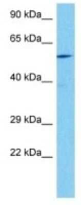 Western Blot: Synaptotagmin 4 Antibody [NBP3-10126]